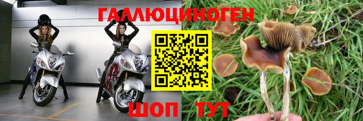 Чусовой  Псилоцибиновые грибы Psilocybine cubensis  Вход с VPN 
